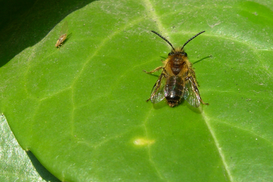 Ipotesi senza pretese: Andrena sp